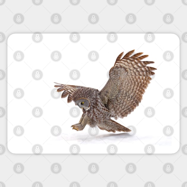 Once a pounce a time - Great Grey Owl Sticker by Jim Cumming